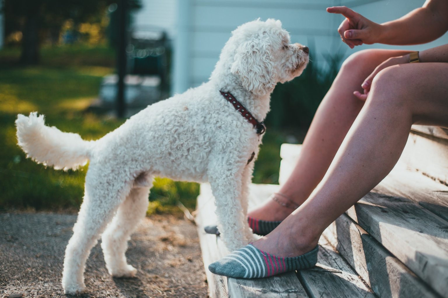 Are Poodles Smart? Poodle Intelligence Explained