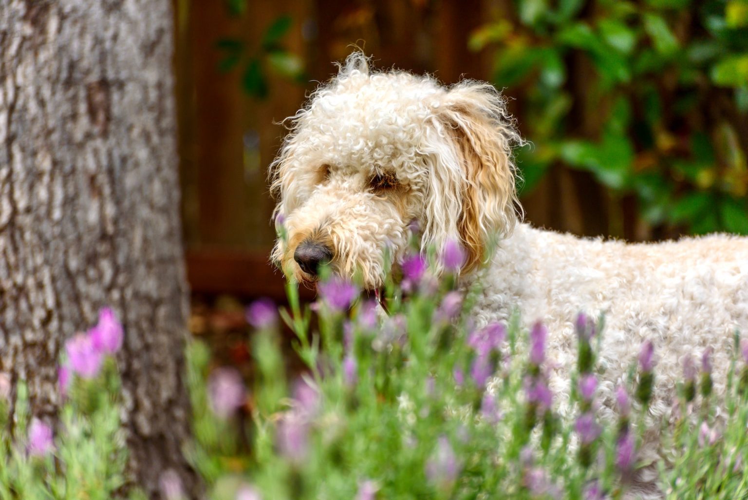Why Does My Poodle Smell? Reasons And Quick Tips to Prevent It