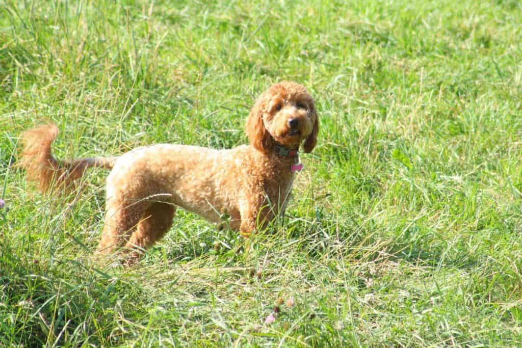 Poodle Tail Styles - The Most Common Styles And Grooming Tips - Poodle ...