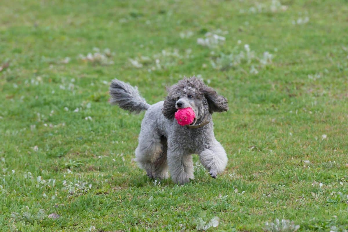 poodle fading gene Unveiling the Mystery of Coat Color Changes