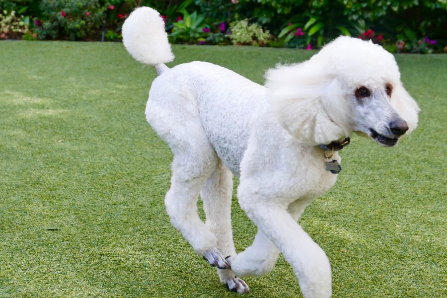 Poodle Tail Styles - The Most Common Styles And Grooming Tips - Poodle ...